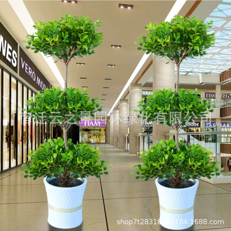 Оптовая денежная Корова в горшке деньги баньян Крытая гостиная Большой бонсай новоселье завод открытие бонсай офисный коридор