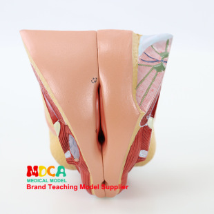 Ů�����������ֳ�ӌm����ģ��Ӌ��ģ���t�W�̌W MSZXT007