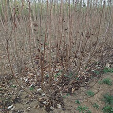 �t������G�������� ���|�t������ ���l�G����ľ�t����t������