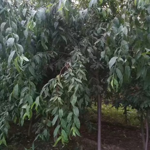 �̓r���۴�֦���� Ʒ�N����Ҫ������������ˮ���� ��֦���Ҙ���