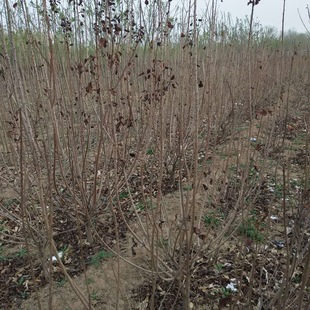 �̓r���ۼt�� ���ͺ��ͺ���ؚ� ϲ���Ͱ��a�t����