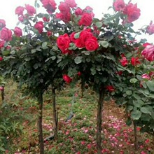 山东基地批发树状月季 庭院别墅美化嫁接树桩多色四季开花