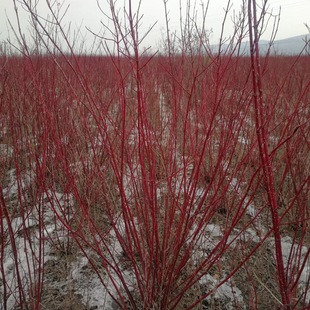 ��ľֱ�N �t��ľ �G�����̹�ľ�� ���~���^�~�@��ֲ�� �t��ľ����