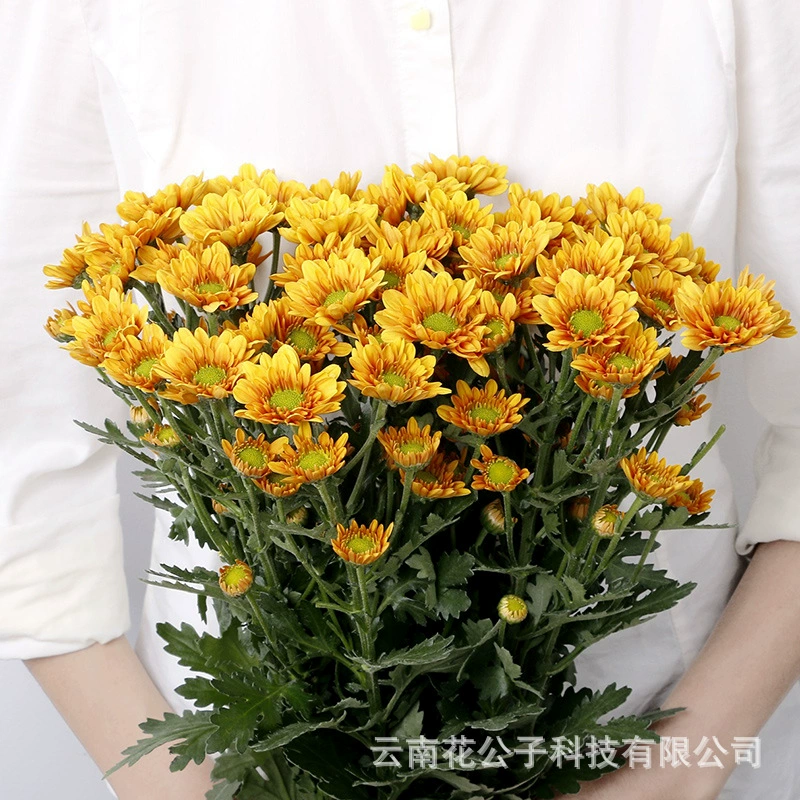 [Маленькая Хризантема с несколькими головками] Цветы Куньмина оптом различные маленькие ромашки с несколькими головками, длительный период цветения, 10 веток/галстук