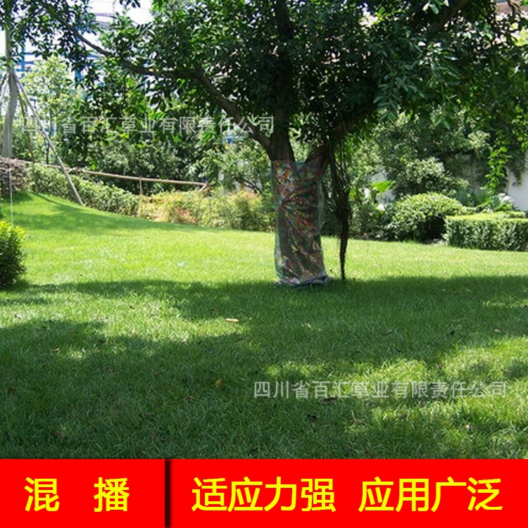 Смешанные семена травы газонные Семена Высокая овсяница мятлик райграсс Four Seasons семена зеленой травы Семена зеленой травы оптом