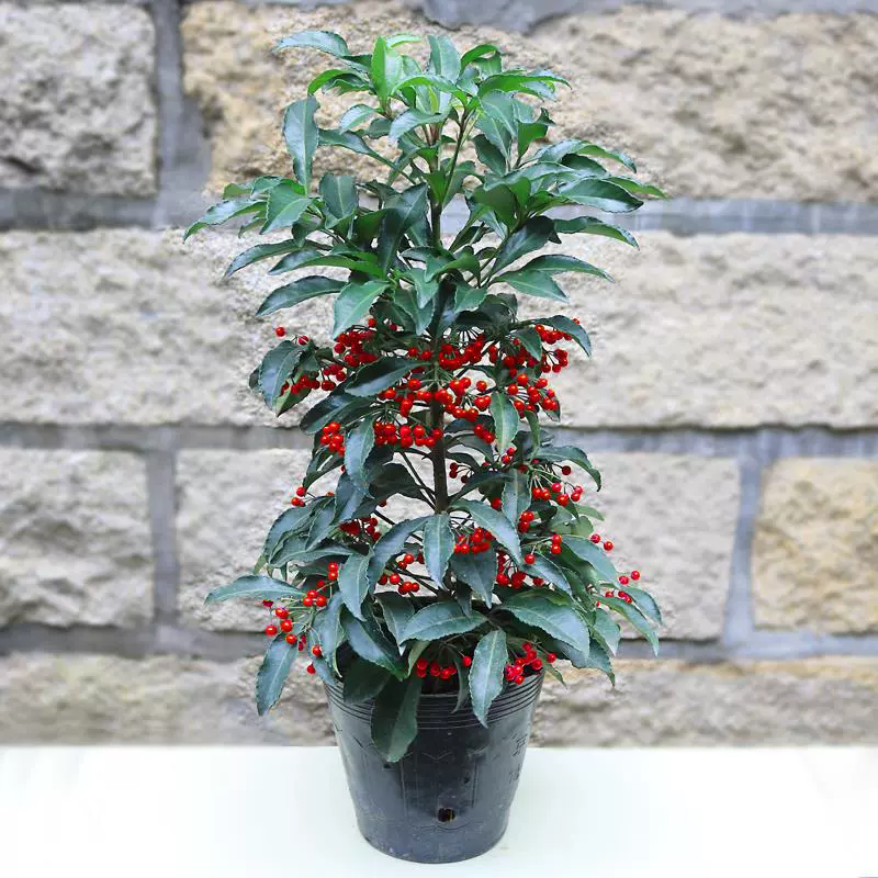 Фугуи семена горшечных цветов рассада цветы декоративные цветы Фугуи ребенок зеленый посадка Красный Прохладный Зонтик рассада вечнозеленый бонсай