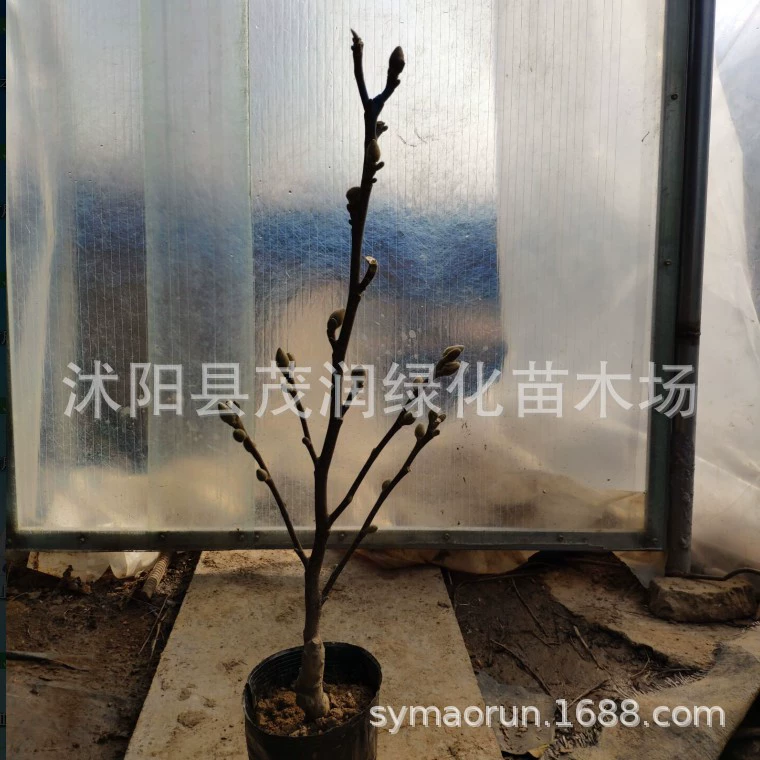 Привитая рассада магнолии Фиолетовая Магнолия Huangyulan Белая Магнолия Саженец Сад Уличное дерево в горшке