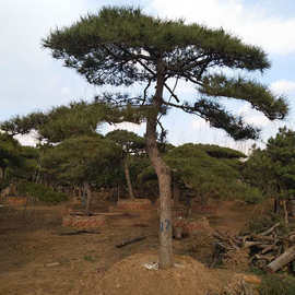 出售自然造景景松 造型奇特 观赏风景树多种规格泰山景松造型松