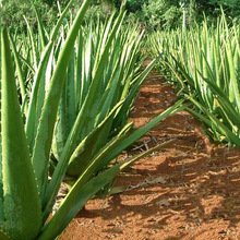 库拉索芦荟盆栽 植物苗灌肤食用 室内食用新鲜喜阳净化空气盆栽