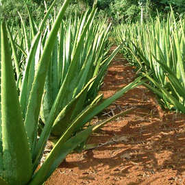 库拉索芦荟盆栽 植物苗灌肤食用 室内食用新鲜喜阳净化空气盆栽