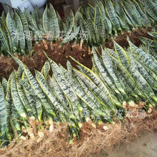 ���ݻ�β�m���lSansevieria�߷N��߅���^�@�־G���G�h�ر�ֲ��