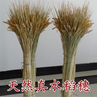 Rice Ear Dried Flowers Wholesale Natural Rice Straw Rice Dried Branches Wedding Decoration Shooting Props Nongjiale Rice Ear Dried Flowers