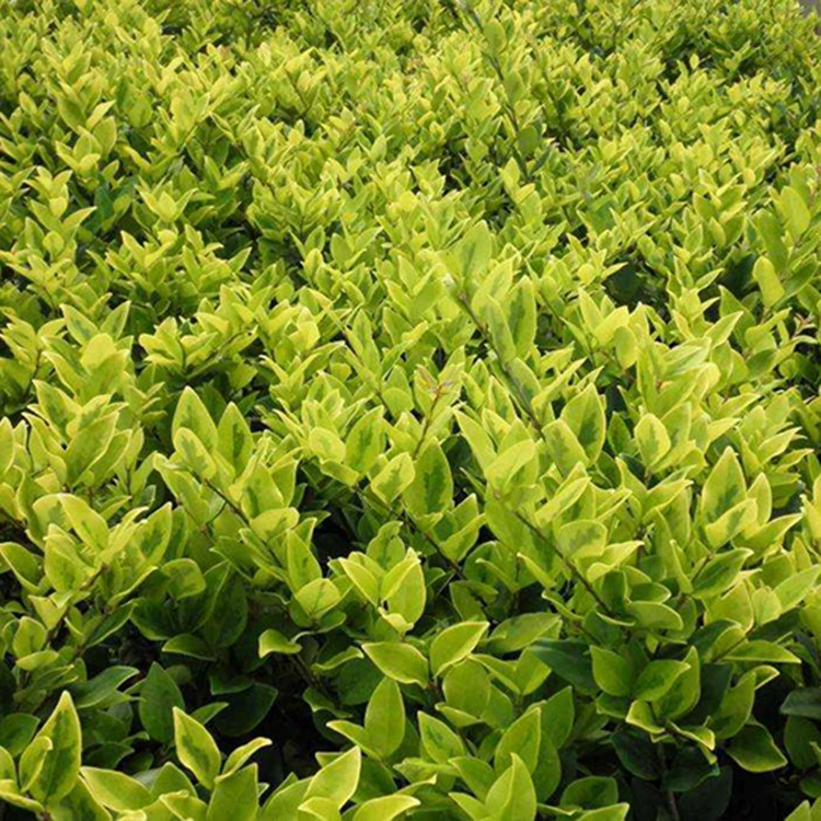 Jinsen Ligustrum lucidum саженцы небольшие кустарники Jinsen Ligustrum lucidum саженцы рассада оптовая продажа проект озеленения дорожные саженцы полные спецификации