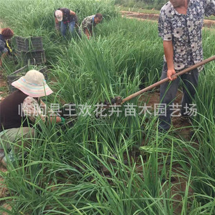 �R�A�� �e���Rɏ �R�m �R�m�� ���l�������޸��ݱ��R�A