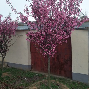 ɽ�|���l���z���� ��ϲꖹ�ۜ�ů�񝙭h�����z���Ę� �r�����