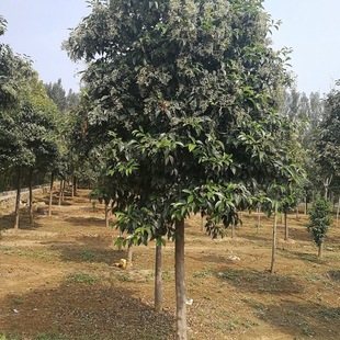 ɽ�|ֱ�����l���~Ůؑ �ߗUŮؑ �G����ľ���~Ůؑ���� Ҏ���Rȫ