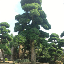 湖南苗圃基地造型   罗汉松胸径8-25cm庭院绿化风景树供应