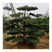 山东苗木基地批发出售五针松  五针松盆景 各种规格 量大优惠