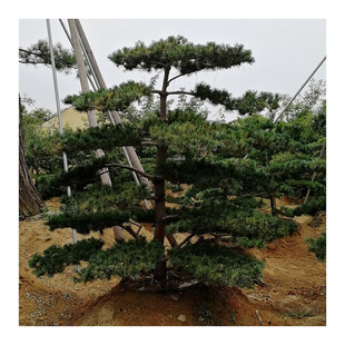 ɽ�|���س��ۃ��|�G����ľ������� �����С�� ���󃞻�