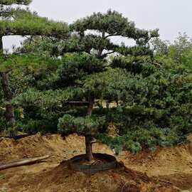 山东造型松黑松景观黑松 风景树黑松 造型独特规格齐全价格优惠