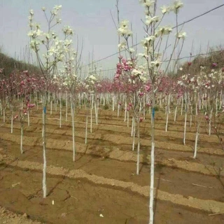 山东基地庭院绿化苗木紫玉兰树苗 白玉兰苗 黄玉兰 玉兰花苗