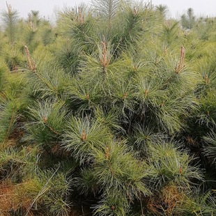 ����ֱ�N���ɘ�����NҎ�������� Ҏ���Rȫ ���|�G������gӭ�xُ