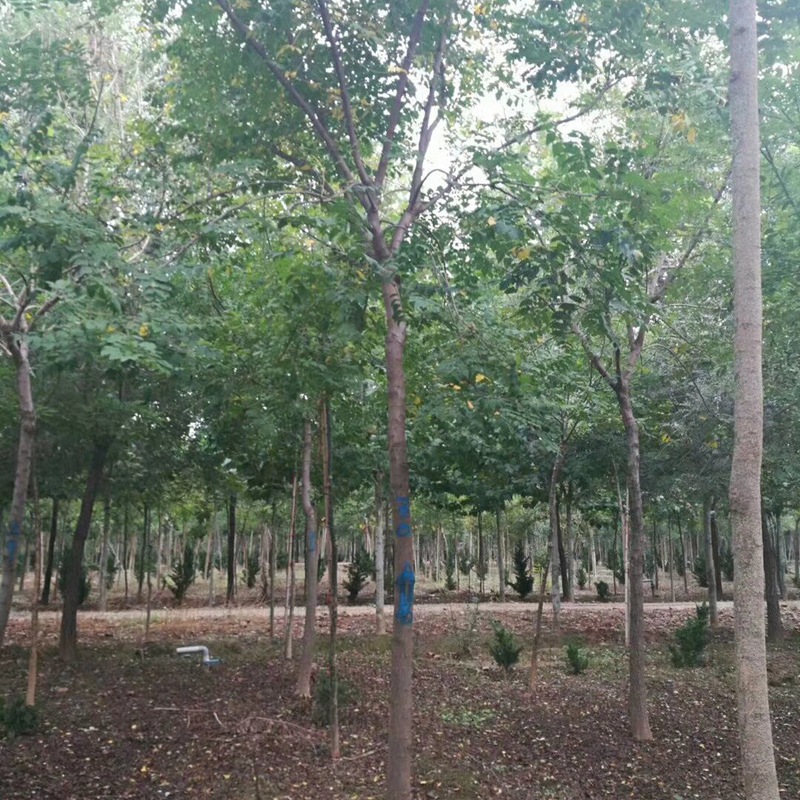 山东供应 栾树树苗 栾树苗 优质栾树 各种规格栾树6--20公分
