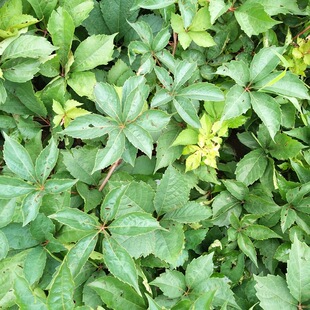 ���l�������ֹ�������ɽ����Ԯֲ���������\���~���\���~��ɽ����