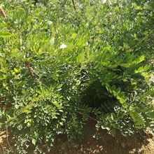 ɽ�|���ؾG����ľ������������� �Լ����ԷN ֱ�N�r70���׸���