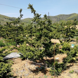 ɽ�|���۾G��������ľ���l�t��ɼ���͘䃞�|�t��ɼ���͘�Ҏ���Rȫ