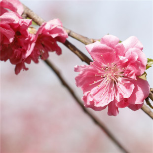 ɽ�|��ľ�������l���۴�֦���Ҵ�֦�����^�p�Ҙ��L���@�֘���