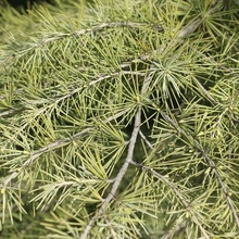 ѩľ ·Gѩ ļѩ ͺѩ