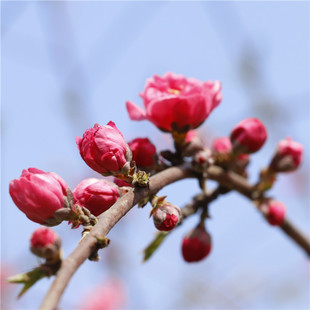 ���طNֲ��֦���� �L���G�������͸ɺ��׹���r����� ��֦����