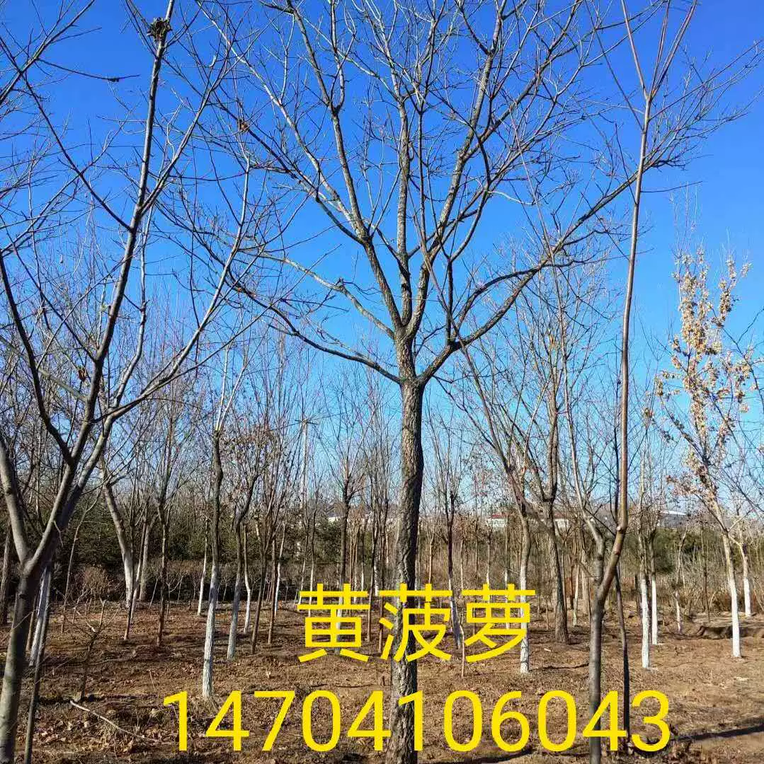 Северо-Восточный желтый ананас 1-20 см желтый ананас саженцы оптом желтый кипарис цены