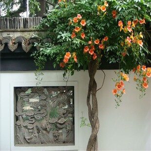 Cold-Resistant and Easy to Grow Chinese Lingxiao Flower Seedlings Climbing Vines Climbing Courtyard Plants Outdoor House Greening Florals Old Pile Seedlings Green