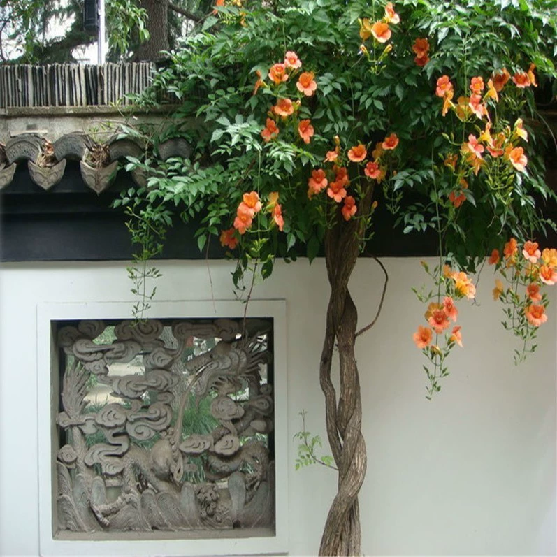 Разноцветковая труба Лиана саженец большой саженец в горшке Вьющееся виноградное растение двор балкон крыша вьющийся Цветок Глициния Цветочные саженцы