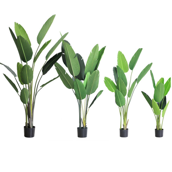 Factory direct selling green planting potted traveler's banana…