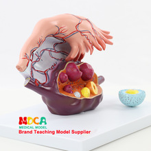 �ѳ��Y���Ŵ�ģ��Ӌ�������ѳ���ʾģ���t�W�̌W MSZXT008