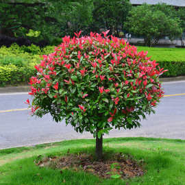 红叶石楠绿化球或树四季常绿庭院花园绿化植物耐寒耐旱火焰红好养