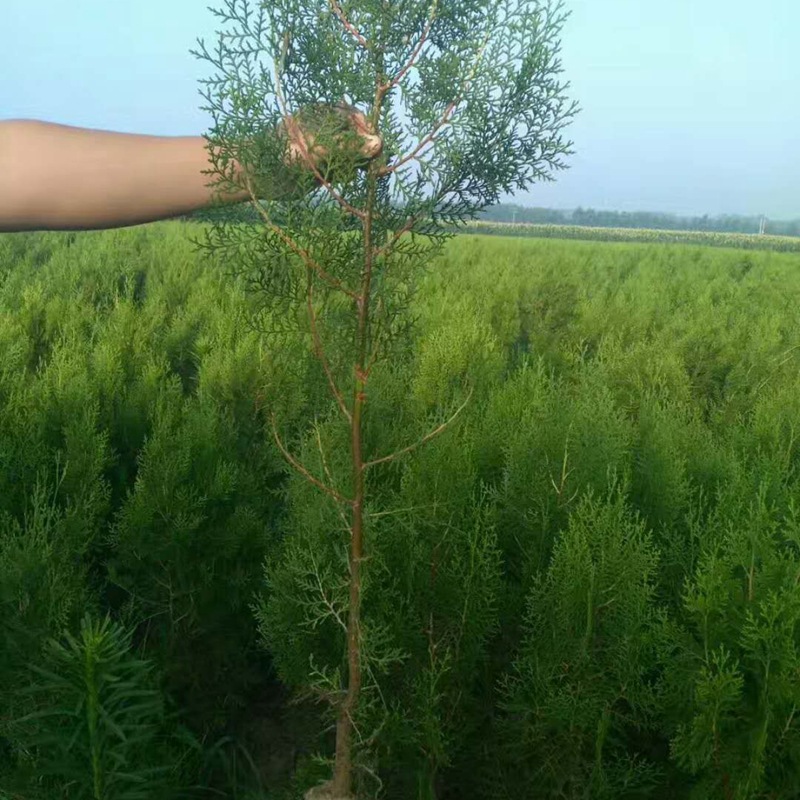 基地出售龙柏树苗松柏树籽树苗庭院绿化荒山造林清明绿化苗木龙柏