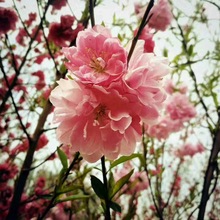 س۱ҘϲļߜϲͺˮNҎ1-5cm Ҙ