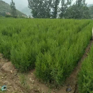 山东基地出售侧柏树 60-80公分侧柏价格优惠 侧柏树批发