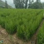 山东优惠基地侧柏树