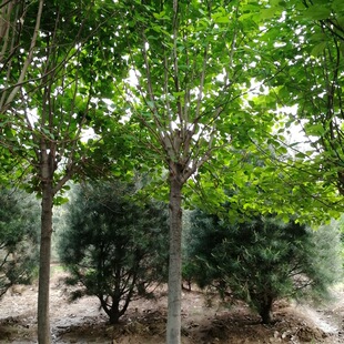 ɽ�|ֱ�N�G�����������m �ߗU���m �t���m ���m�r���Rȫ���󃞻�