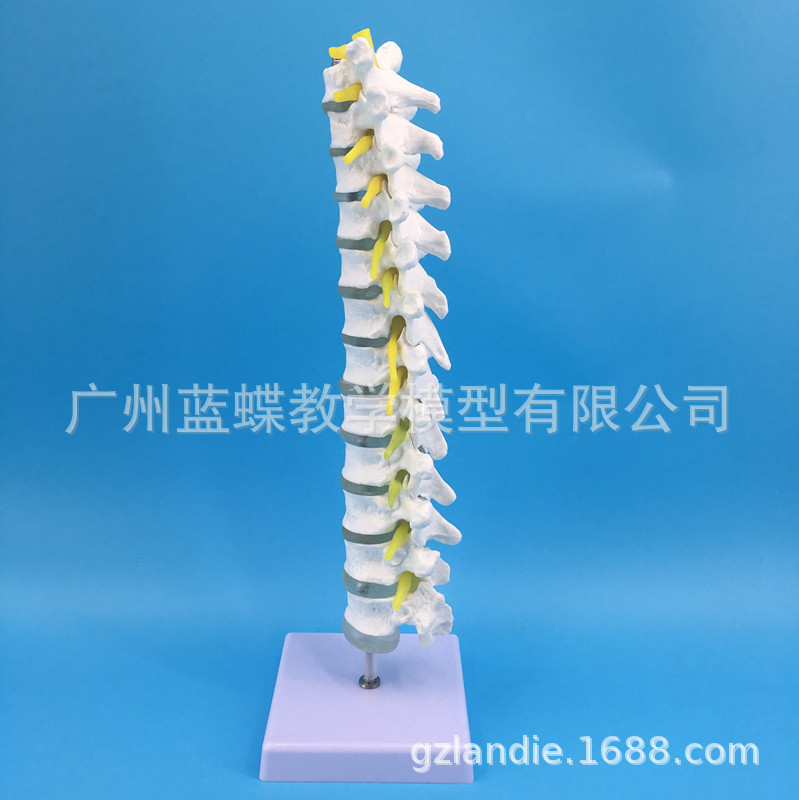 ��׵��׵�����뼹�� ������׵�� ��׵��ģ�� ȫ�ضμ�׵����