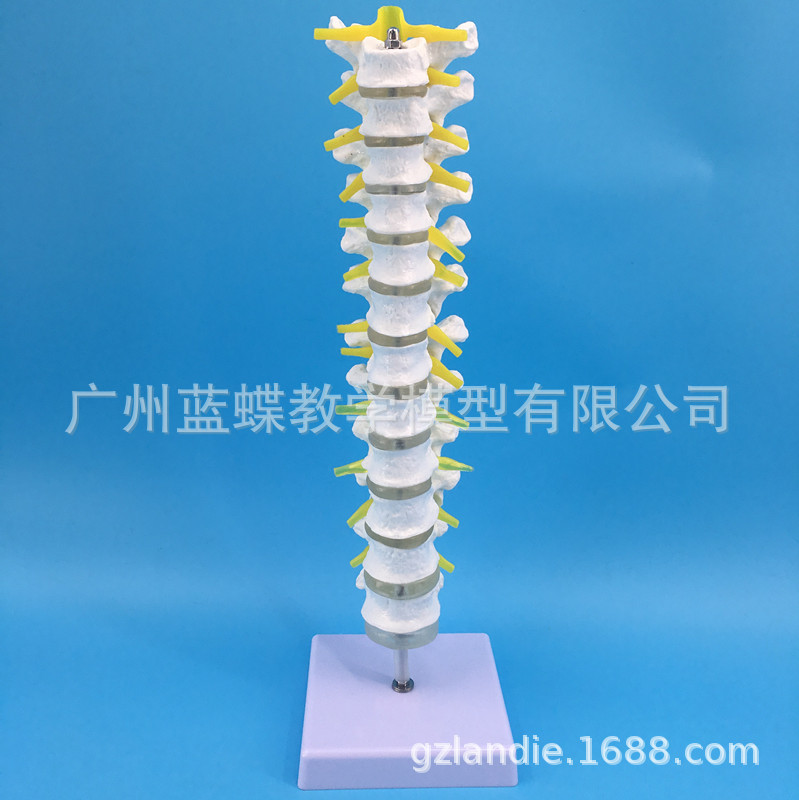 ��׵��׵�����뼹�� ������׵�� ��׵��ģ�� ȫ�ضμ�׵����