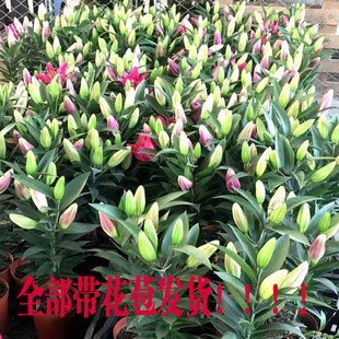 �ٺϻ� �ٺϻ��玧�����l؛����������ˮ�ٺ����Ի��������㻨��