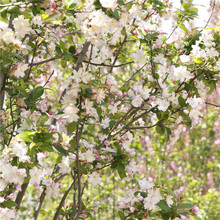 ���l�������Ę��� ���̾G���@�־G��Ʒ�N���� �������Ę���