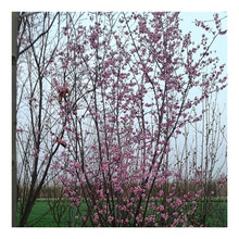 美人梅树苗批发美人梅树苗 基地种植现货供应露地风景树行道树