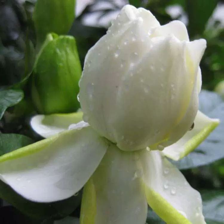 基地供应批发栀子花苗 观花植物绿植墙 小盆栽带花苞观叶植物花卉